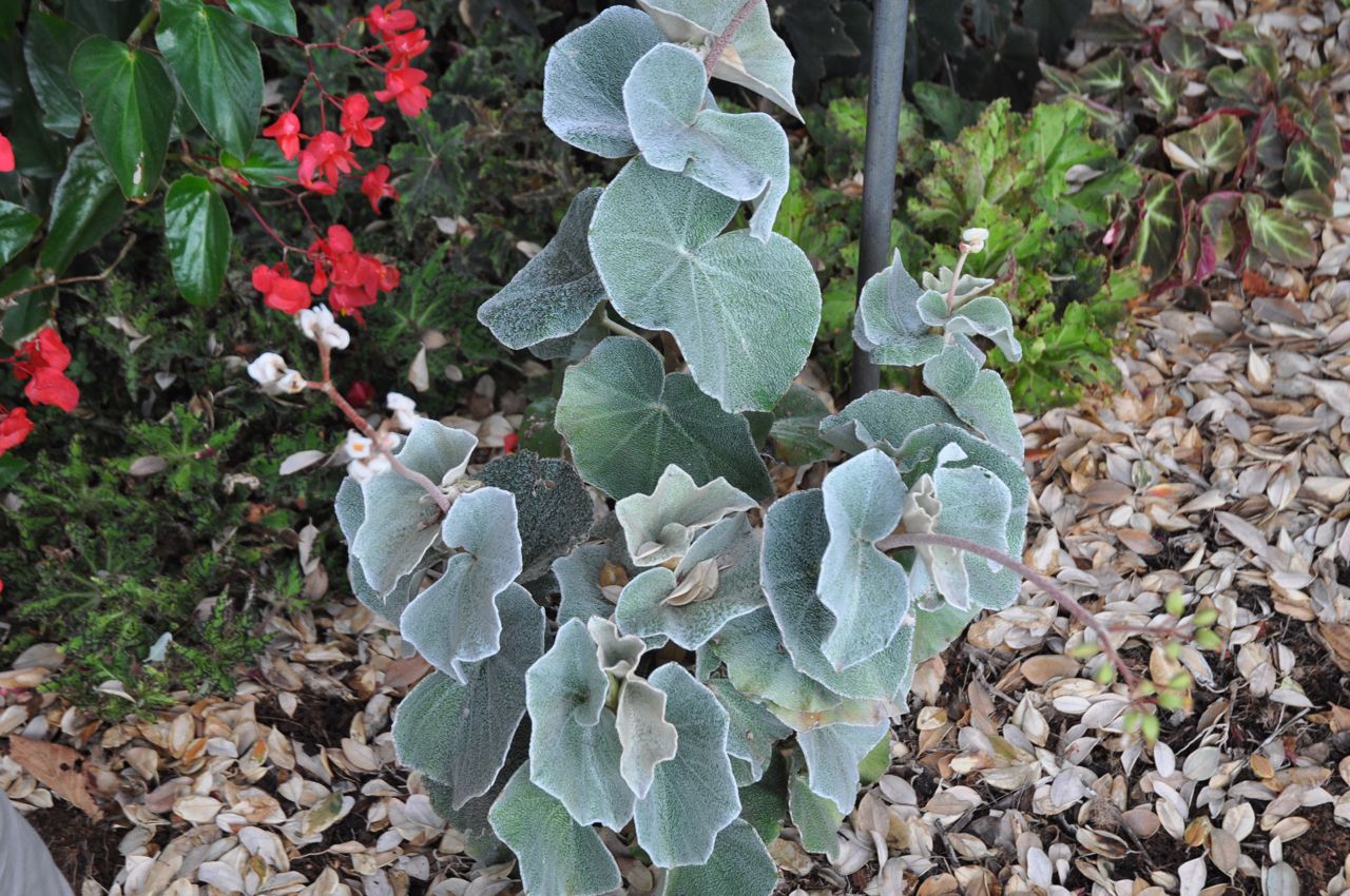B. venosa